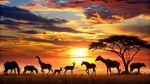 Discover Kenya Safari Parks: Essential Travel Insights