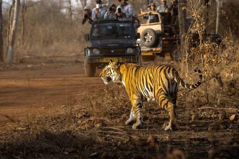 Explore Luxury Wildlife & Eco Safari Destinations and Wildlife Encounters