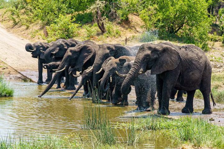 Kenya Safari Parks Guide: Best Seasons, Routes, Wildlife Travel Insights