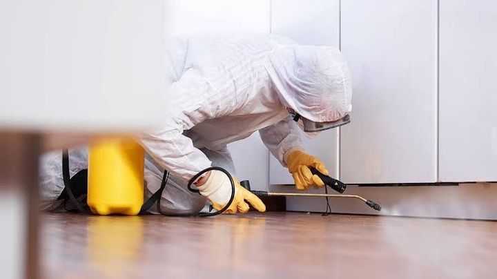 Home Pest Control: Effective Prevention and Management Guide