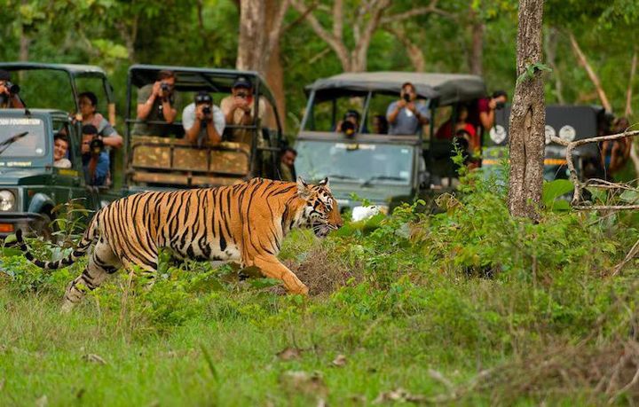 National Park Safaris: Complete Guide to Wildlife Adventures and Travel Planning