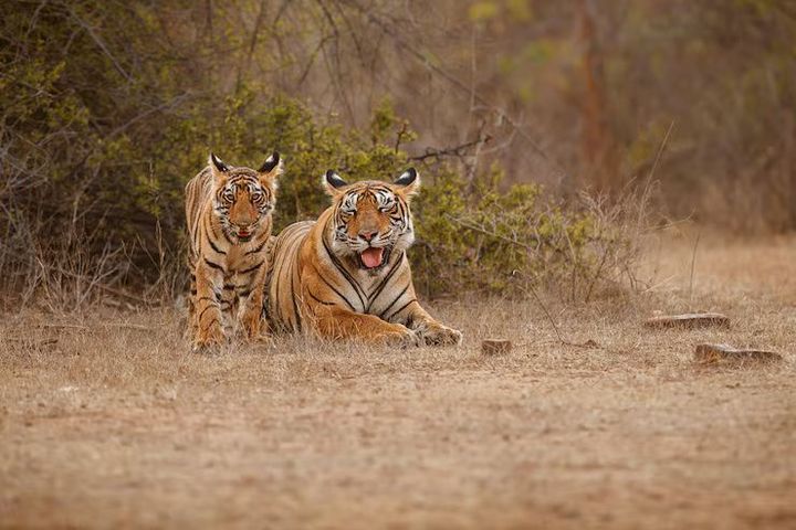 National Park Safaris Guide: Wildlife, Nature Trails & Eco Adventure Insights